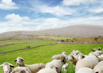 Irische Schafe sind sehr fotogene Models!