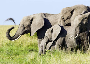 Elefantenherde im Chobepark