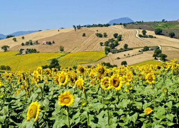 Ein Sonnenblumenfeld in der Hügellandschaft der Marken