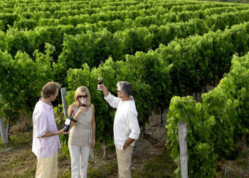 Weinprobe im Weinberg bei Bordeaux