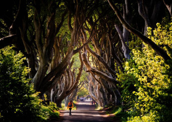 Must-see: die imposante Buchenallee Dark Hedges