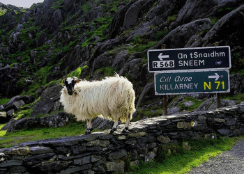 Schafe - die Bewohner der Insel Irland