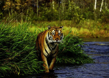 Im Ranthambore-Nationalpark ist der Tiger los!