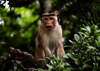 Affen begegnet man auf Sri Lanka überall