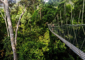 Die Hängebrücken im Taman-Negara-Nationalpark erlauben einen ganz anderen Blick auf den Dschungel