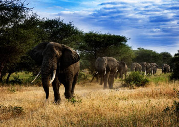 Die Big Five in Action und hautnah