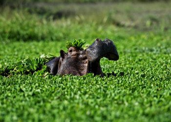 Aufgepasst bei unserer Bootstour im iSimangaliso Wetland Park!