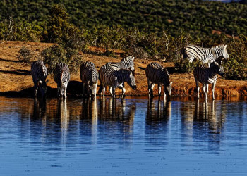 Fotoshooting mit Zebras