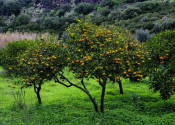 Wandern auf Sardinien - im Land der Zitronen
