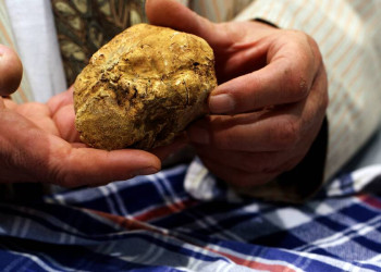 Weiße Trüffel in Alba