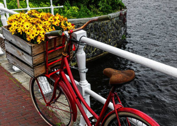 Bloem und fiets - charakteristisch für die Niederlande