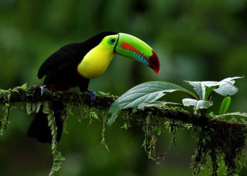 Tukan