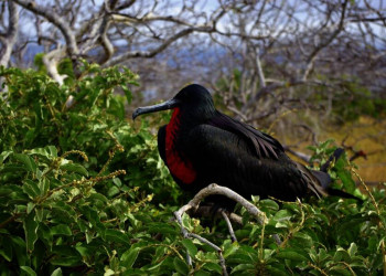 Fregattvogel auf Galápagos