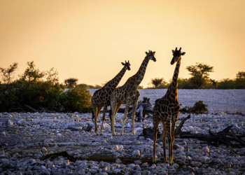Giraffen im Etoscha-Nationalpark