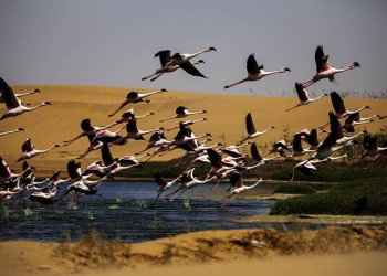 Fliegende Flamingos in Walvis Bay in Namibia