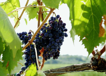 In der Toskana wachsen wundervolle Weinreben