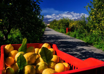 Sizilien - das Land, wo die Zitronen blühen!