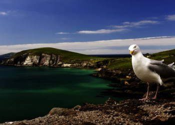 Küstenpanorama auf der Halbinsel Dingle