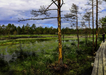 Hochmoor im Lahemaa- Nationalpark