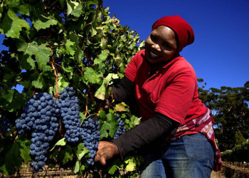 Trauben für den guten Wein aus Südafrika