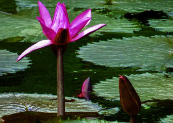 Inselschönheit auf Mauritius