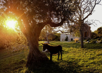 Streicheln ausdrücklich erlaubt!