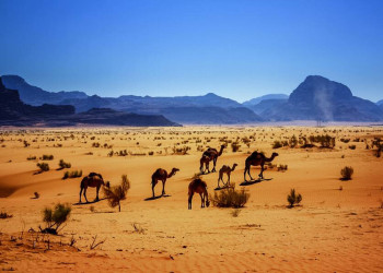 Dromedare im Wadi Ram in Jordanien