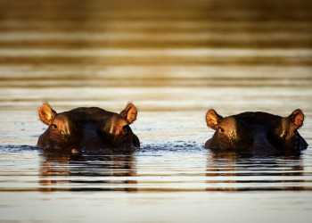 Hippopotamus is watching you!
