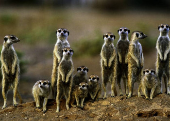 Erdmännchen, Augen auf!