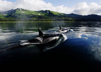 Orcas im Prince William Sound