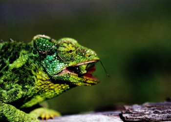 Ein Johnston's Chamäleon mit seiner Beute