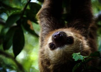 Die Tierwelt Costa Ricas entdecken!