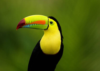 Naturerlebnis Costa Rica