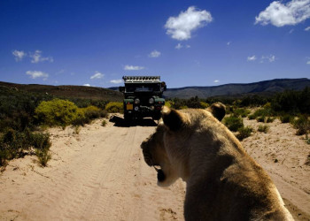 Im Geländewagen auf Safari