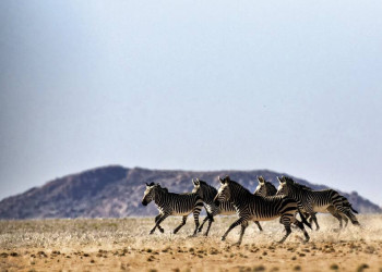 Zebras in der Steppe