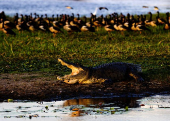 Krokodil im Kakadu-Nationalpark