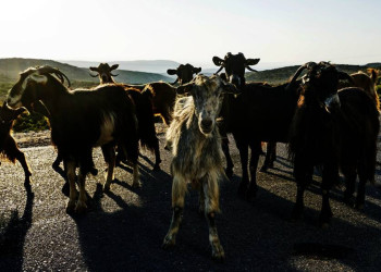 Tierische Begegnungen auf Kreta