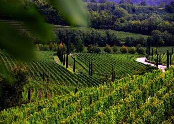 Weinhänge im Friaul