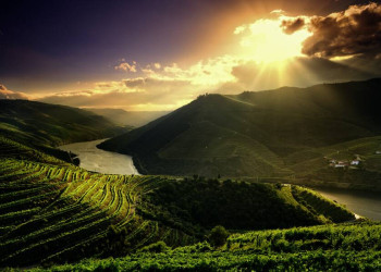 Weinberge im Dourotal