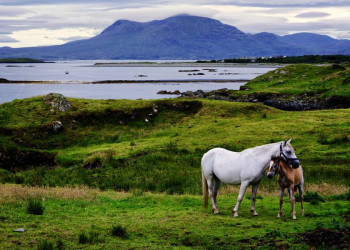 Paradiesische Connemara