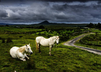 Connemara-Ponys in der gleichnamigen Region