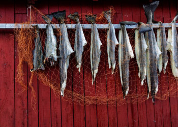 Trockenfisch für den Hausgebrauch!