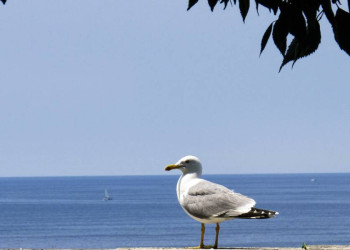 Mediterrane Stimmung an der Adria