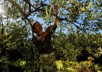 Fruchtbares Istrien, leckere Oliven