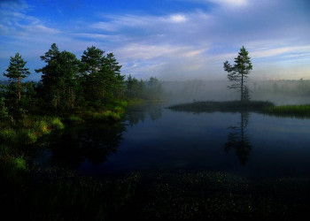 Magische Stimmung im estnischen Viru-Moor am Morgen