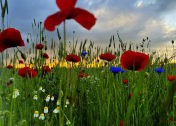 Blumenwiese