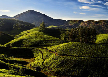 Teeplantagen in Munnar