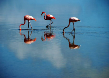 Flamingos im Biosphärenreservat Rio Lagartos in Mexiko