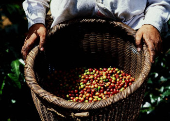 Costa Rica, Kaffee, traditionell