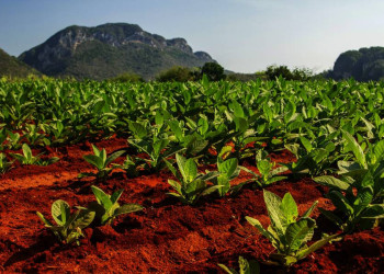 Tabakfelder in Vinales